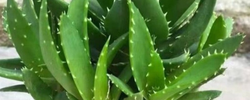 芦荟怕不怕冷，芦荟冬天怕冷