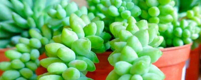 翡翠叶子的寓意，寓意冰清玉洁、生机盎然等