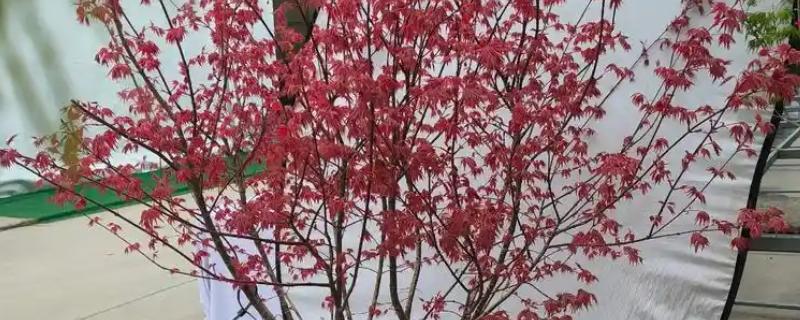 日本红舞姬红枫的养殖方法，春秋季节每隔3-4天浇一次水