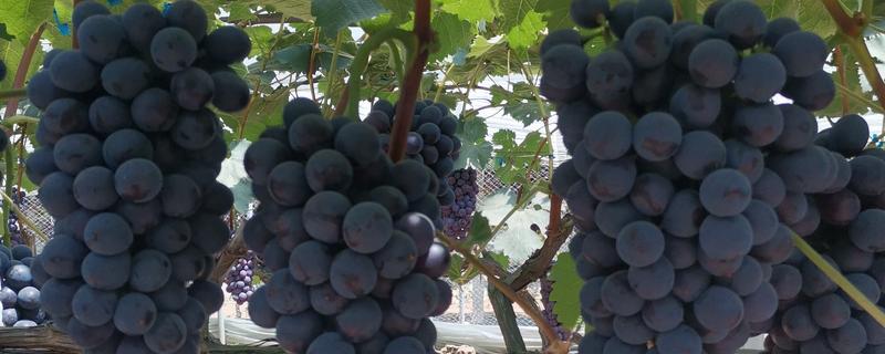 夏黑葡萄的成熟时间，熟期一般是7月份中下旬