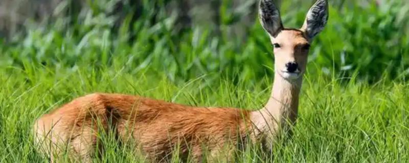 狍子和梅花鹿有什么区别，科属、形态、分布范围不同
