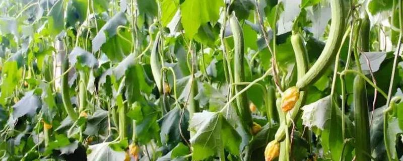 丝瓜需要掐尖吗，掐尖可促进侧枝生长