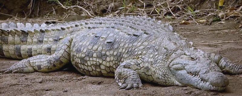 尼罗鳄的简介，属于非洲最大的鳄鱼