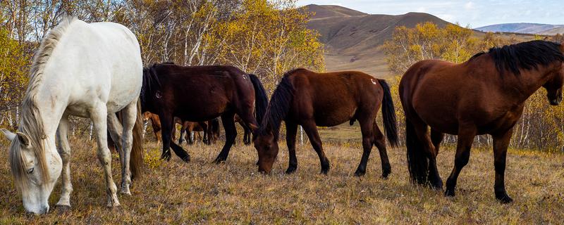 马和驴如何繁殖，二者杂交可以产下骡子