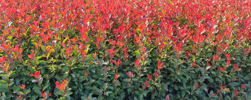 红叶石楠与石楠有什么区别，树形、叶片、果实等方面均不同