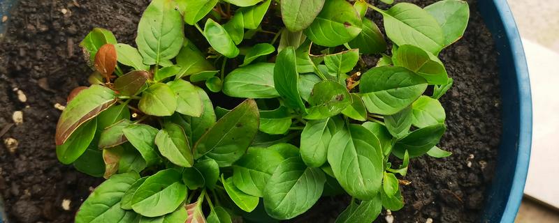 月见草怎么种植，撒播种子再覆盖薄土