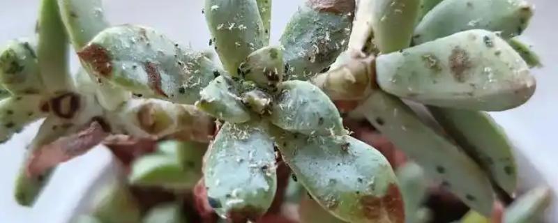 多肉出现白色虫子的原因，通风差会为害虫提供适宜的生长环境