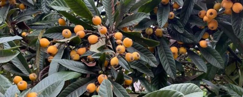 枇杷怎么种植，幼树每年施肥5-6次