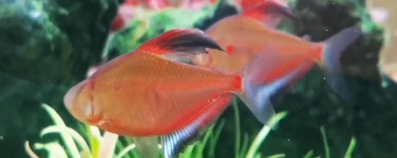 血心灯鱼好不好养，养殖难度不算高