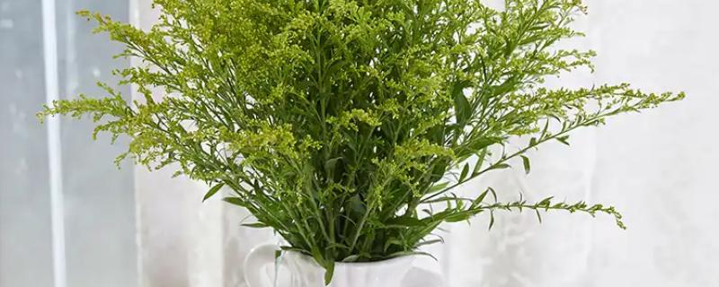 黄莺花怎么插水里养，需要透明的玻璃瓶作为容器