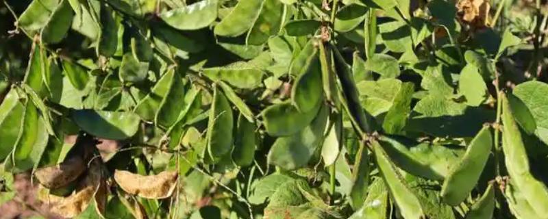 如何种植扁豆,直接撒播覆盖细土