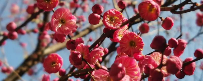 一年四季有什么花卉，秋季常见菊花、桂花等品种