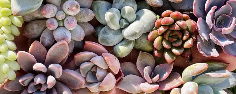 冬天多肉放室内不通风如何处理，放在向阳处让植株每天晒光