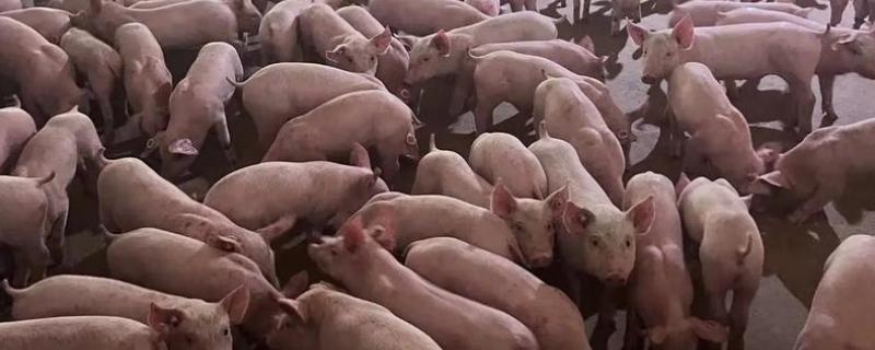 猪为什么咬尾巴，可能是饲料霉变、营养不良等原因所致