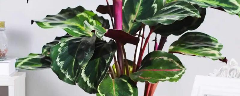 多彩竹的养殖方法，春秋季节每隔2-3天浇一次水