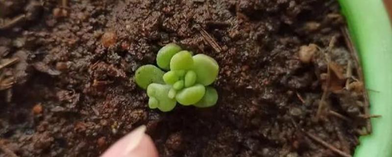 千佛手的繁殖方法，以扦插、播种、分株为主