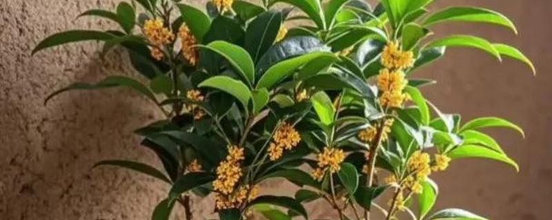 桂花树苗的价格，3-5年的幼苗售价20-80元左右