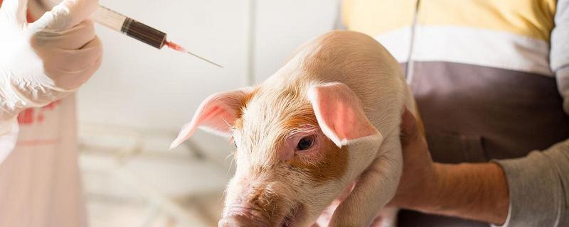 吃奶的小仔猪有口蹄病如何处理，采取以下措施具有治疗效果