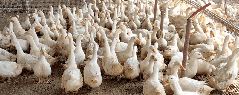 鸭子的采食量为何会下降，主要有以下3个原因