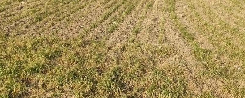 冬小麦枯黄枯死防治方法,喷施叶面肥可提高麦苗的抗逆性