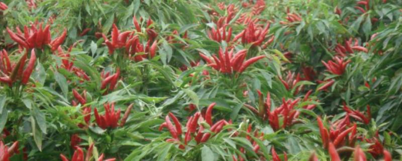 四川种植什么辣椒好，推荐七星椒、小米辣等