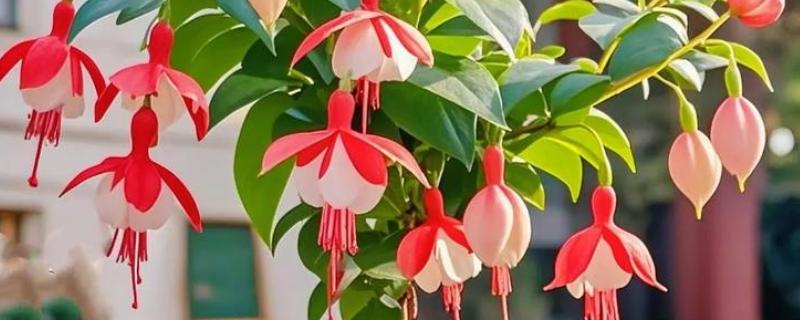 灯笼花如何修剪，幼苗期可以摘心
