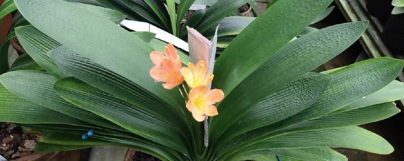 君子兰浇水方法，每天浇1-2次