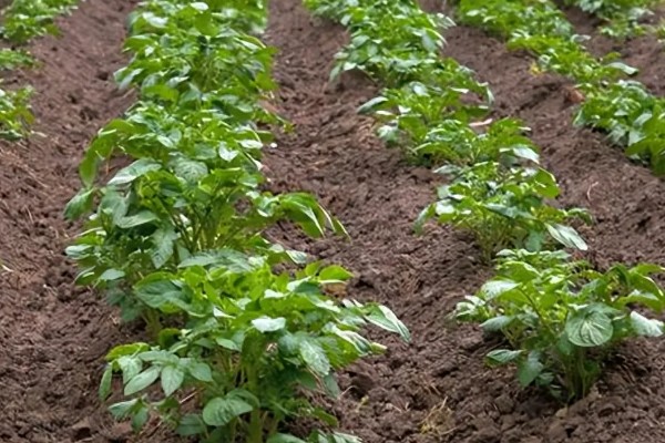 土豆的正确浇水方法，出苗前不追肥浇水