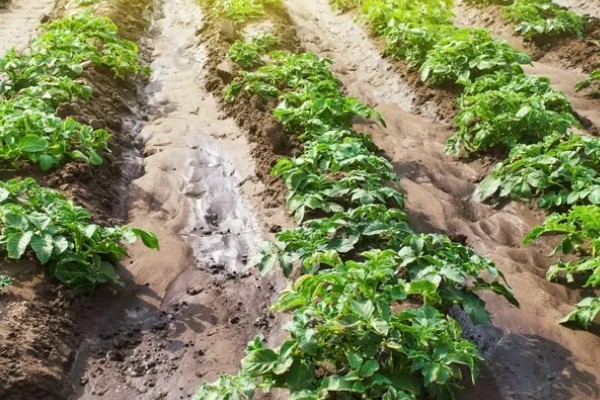 土豆的正确浇水方法，出苗前不追肥浇水