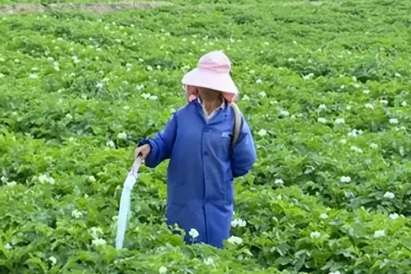 土豆的正确浇水方法，出苗前不追肥浇水