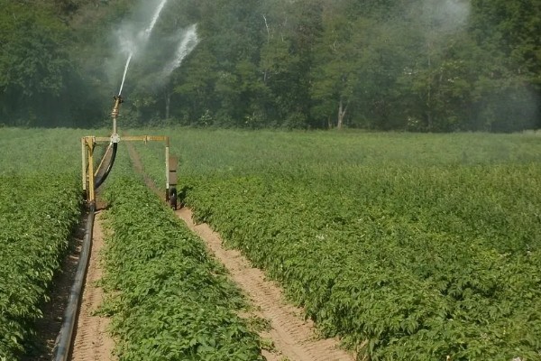 土豆的正确浇水方法，出苗前不追肥浇水