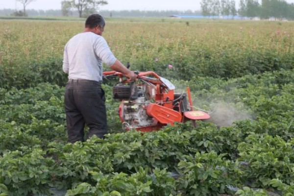 土豆的正确浇水方法，出苗前不追肥浇水