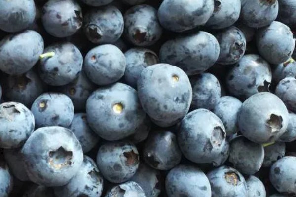 莱克西蓝莓果实的特征,为中大果型蓝莓