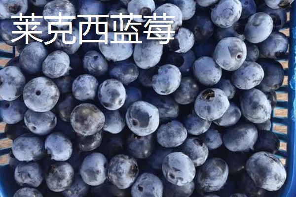 莱克西蓝莓果实的特征,为中大果型蓝莓