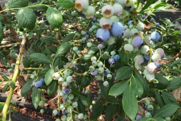莱克西蓝莓果实的特征,为中大果型蓝莓