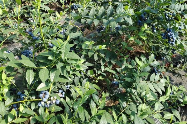 莱克西蓝莓果实的特征,为中大果型蓝莓