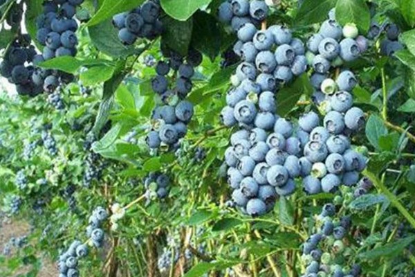 莱克西蓝莓果实的特征,为中大果型蓝莓
