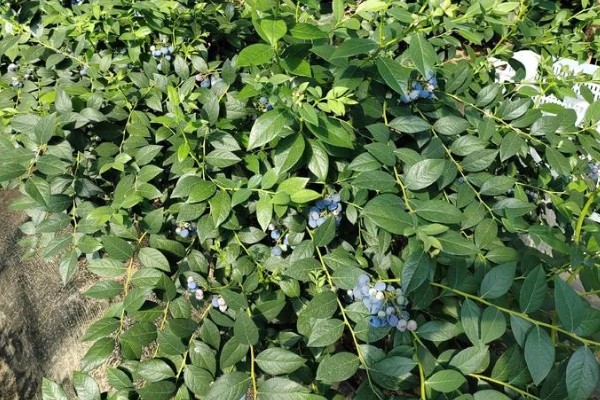 莱克西蓝莓果实的特征,为中大果型蓝莓