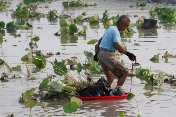 莲藕的栽培条件，生长阶段水位5-10厘米为宜