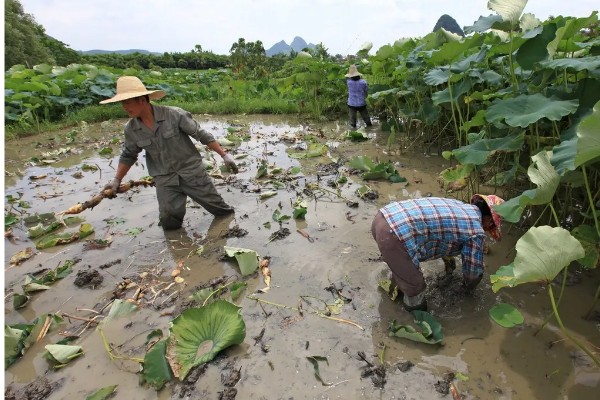 莲藕的栽培条件，生长阶段水位5-10厘米为宜