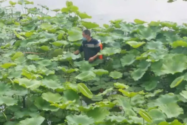 莲藕的栽培条件，生长阶段水位5-10厘米为宜