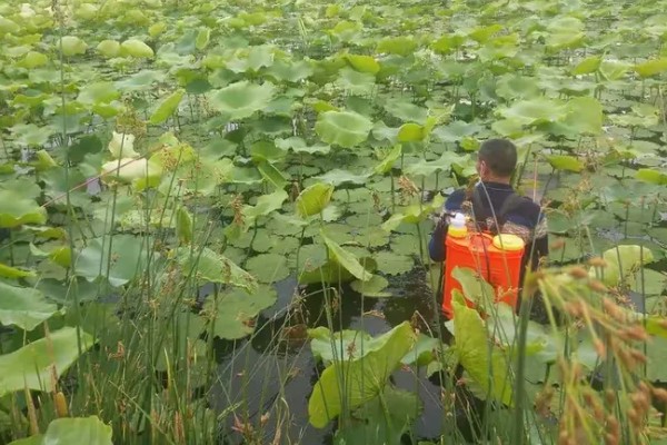 莲藕的栽培条件，生长阶段水位5-10厘米为宜