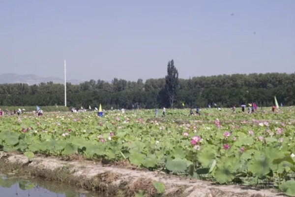 莲藕的栽培条件，生长阶段水位5-10厘米为宜