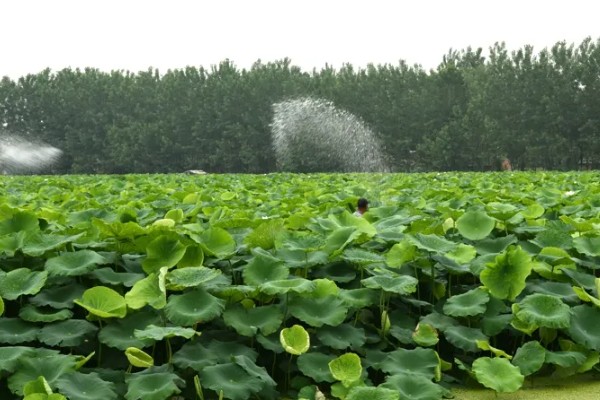莲藕的栽培条件，生长阶段水位5-10厘米为宜