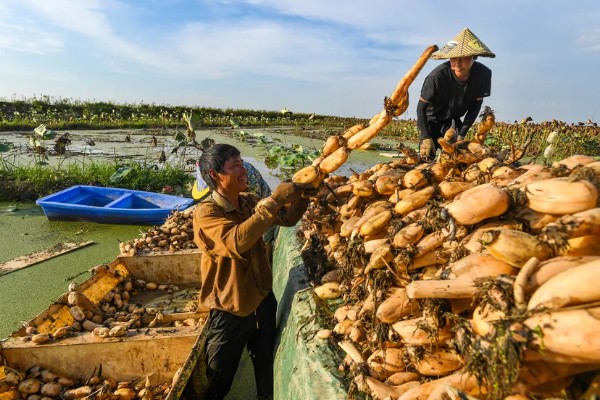 莲藕的栽培条件，生长阶段水位5-10厘米为宜