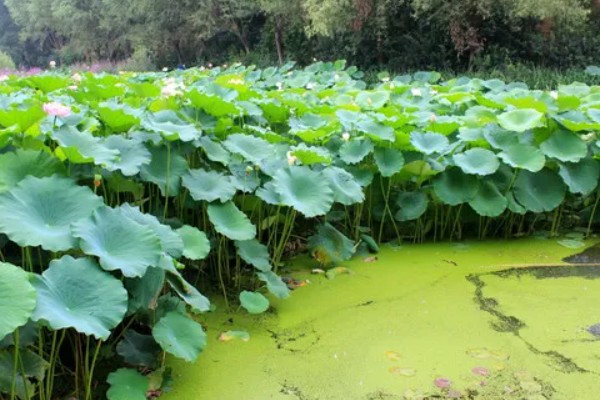 莲藕的栽培条件，生长阶段水位5-10厘米为宜