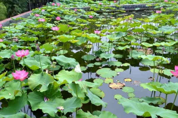 莲藕的栽培条件，生长阶段水位5-10厘米为宜