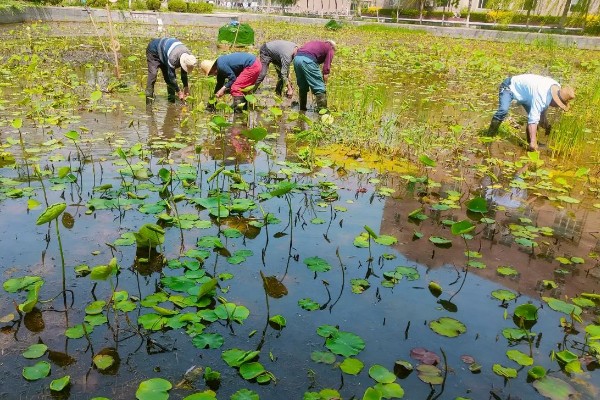 莲藕的栽培条件，生长阶段水位5-10厘米为宜