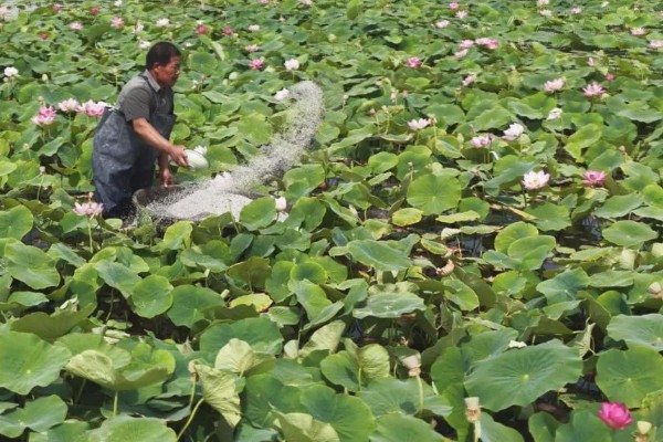莲藕的栽培条件，生长阶段水位5-10厘米为宜