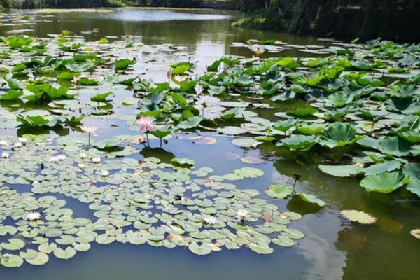 莲藕的栽培条件，生长阶段水位5-10厘米为宜